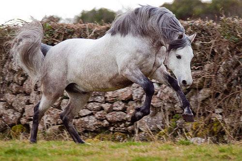 Connemara Pony